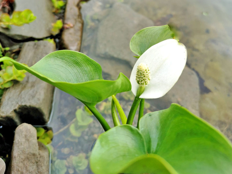 Sumpfcalla - Calla palustris